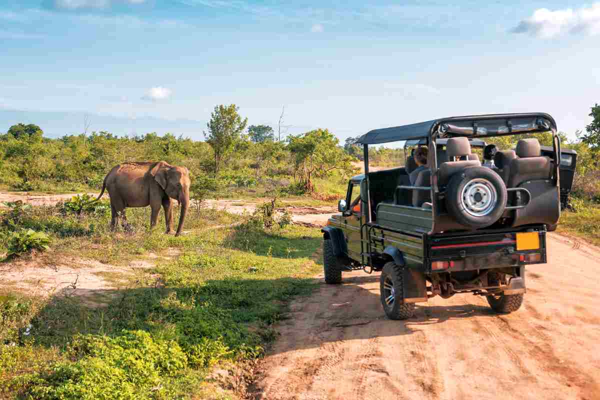 jeep e elefante