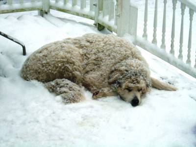 cane ucciso