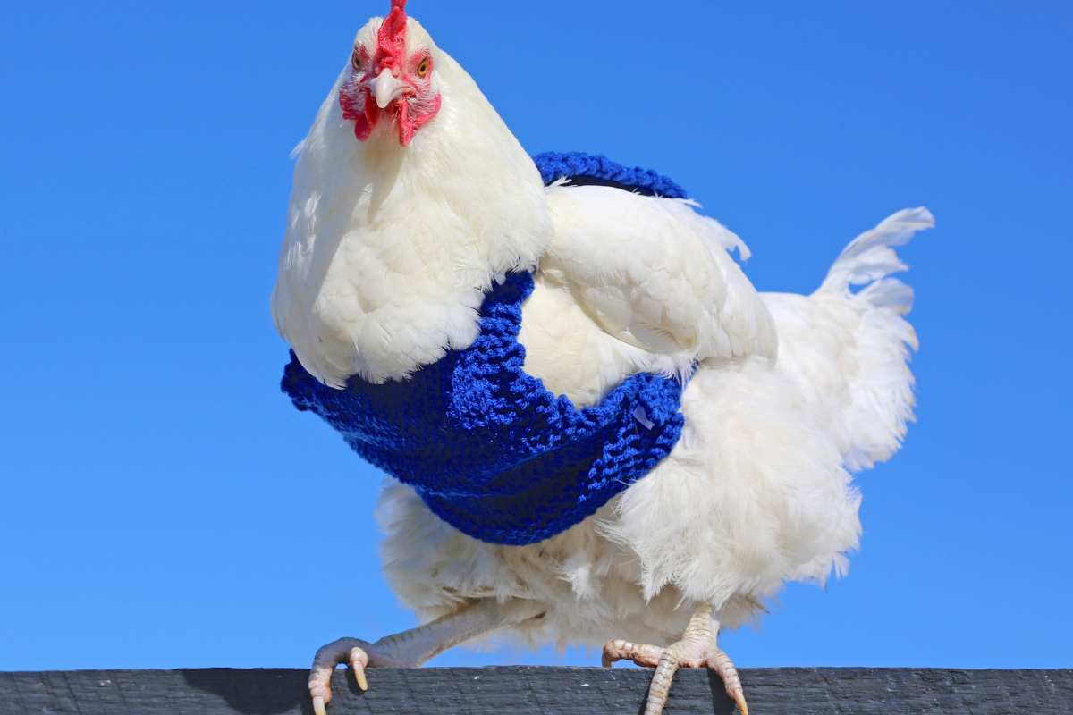 gallina con maglioncino