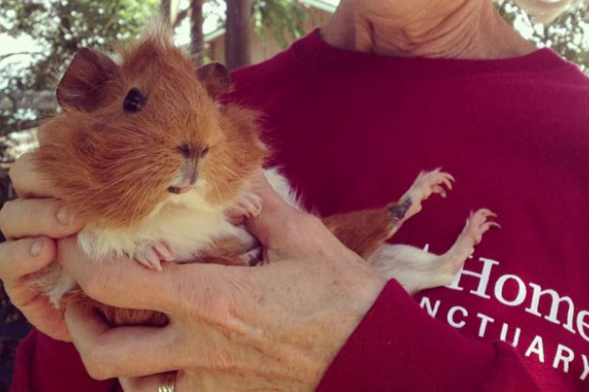 estella in braccio alla padrona