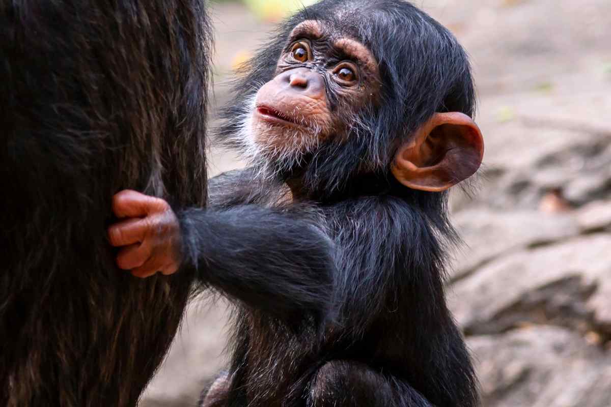 cucciolo scimpanzé