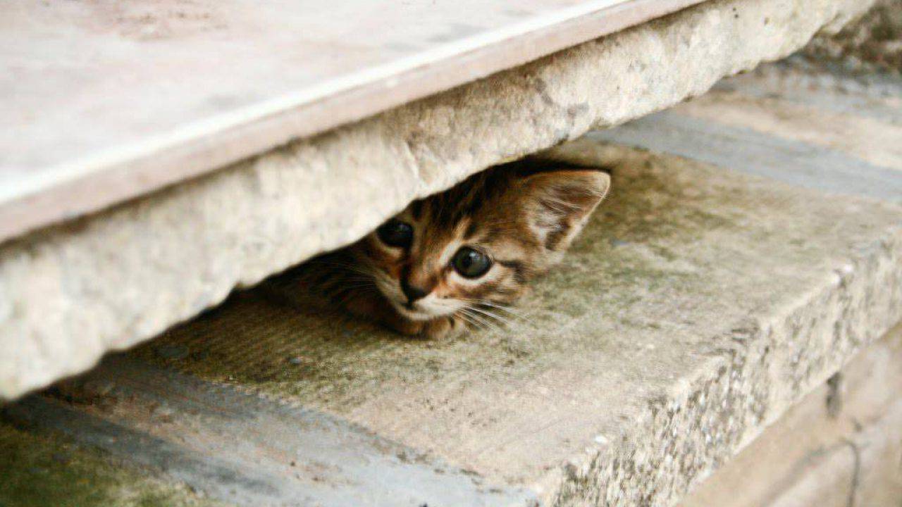 Il Gatto Ha Paura Di Me Perche Succede E Come Rimediare