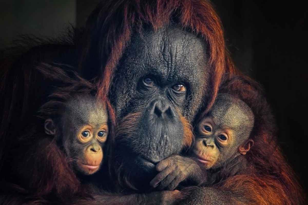 mamma orango e cuccioli