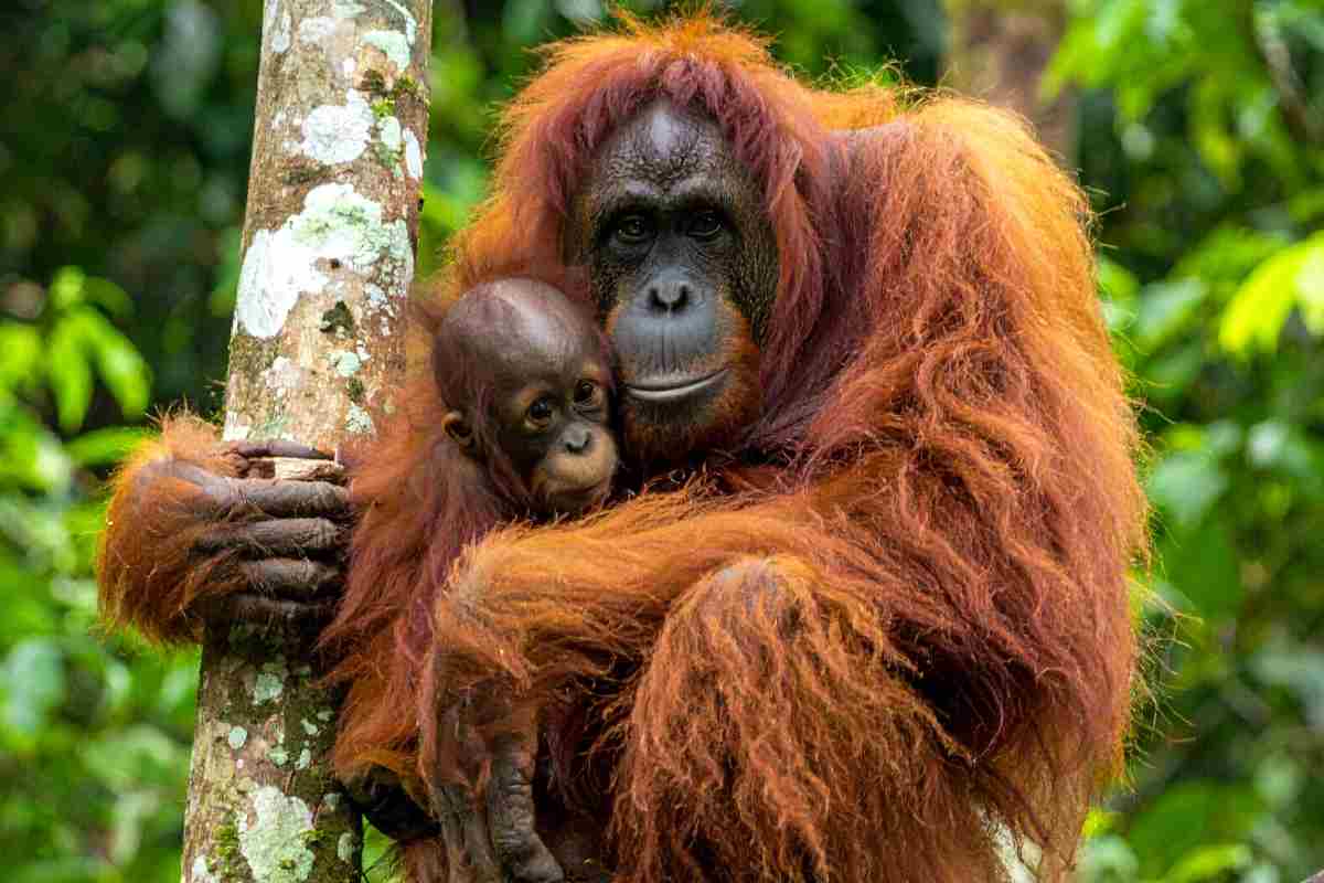 mamma orango e cucciolo