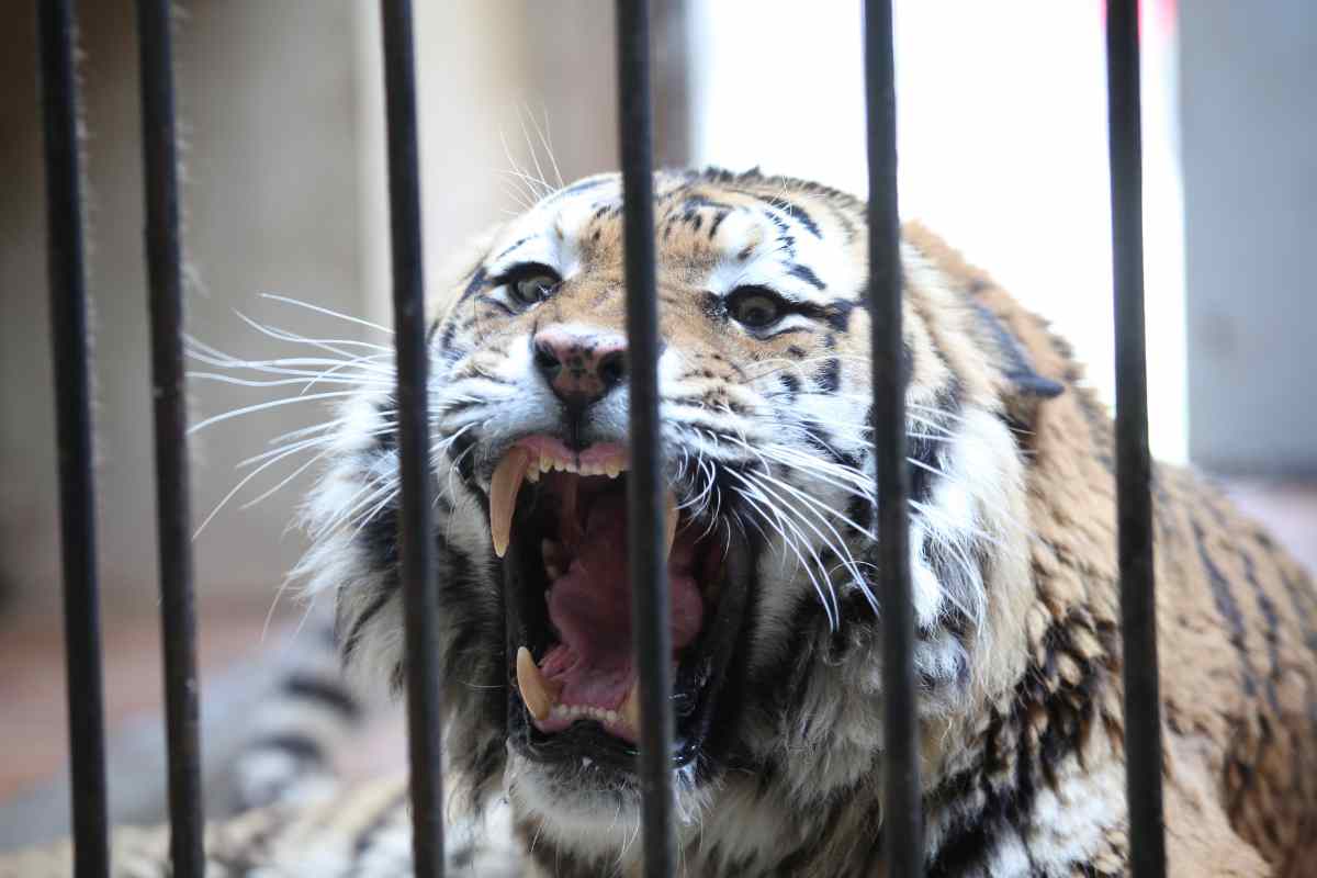 tigre in gabbia
