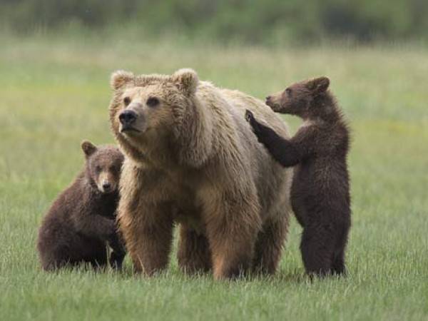 Parco Nazionale dell'Abruzzo, avvistate due mamme orso con cuccioli