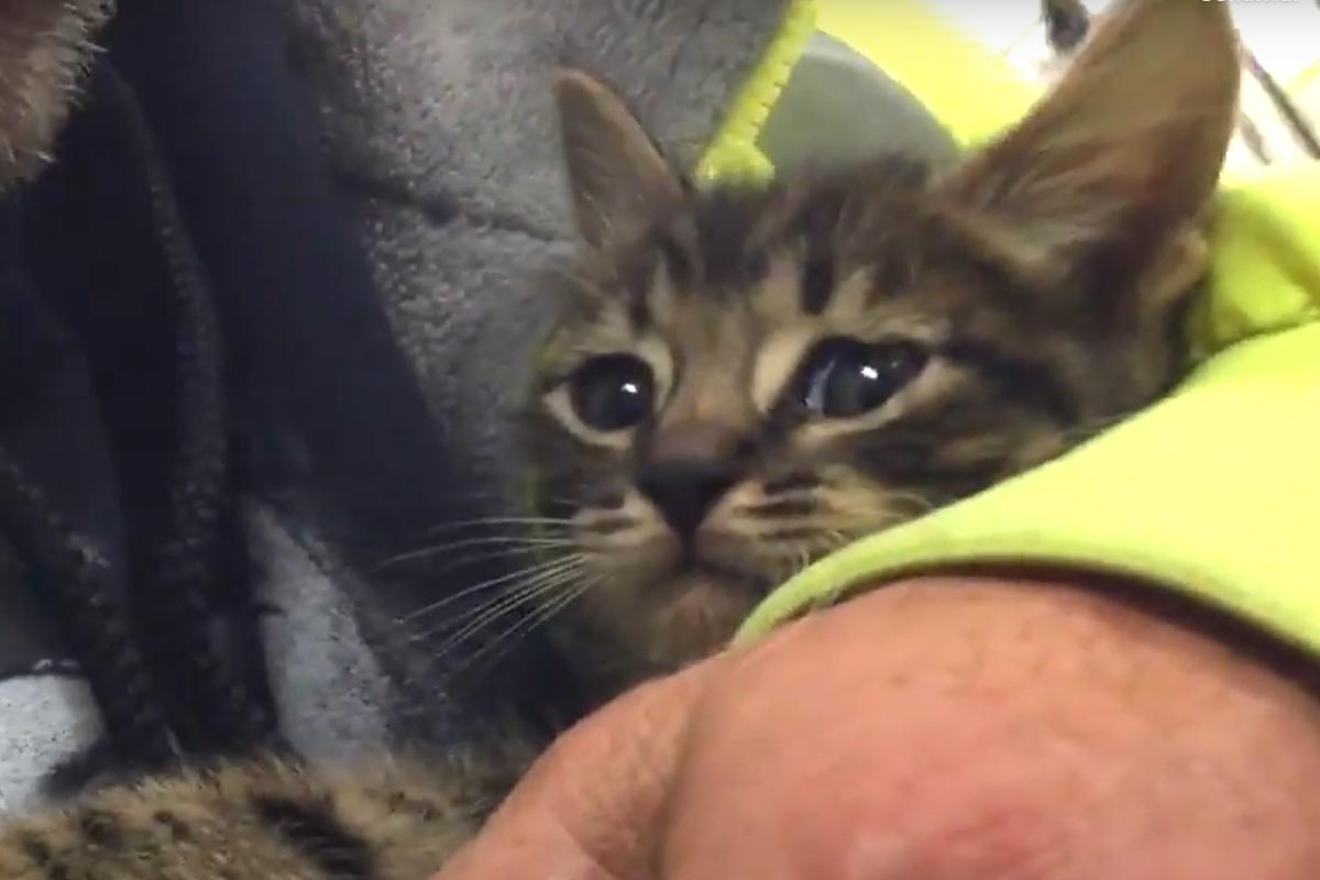 gattino in braccio al soccorritore