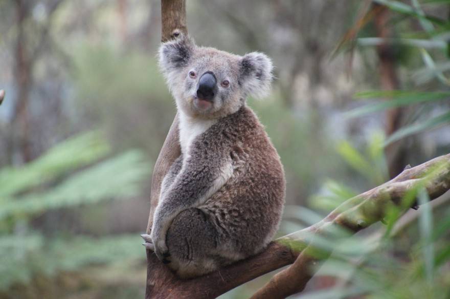 animale guida koala