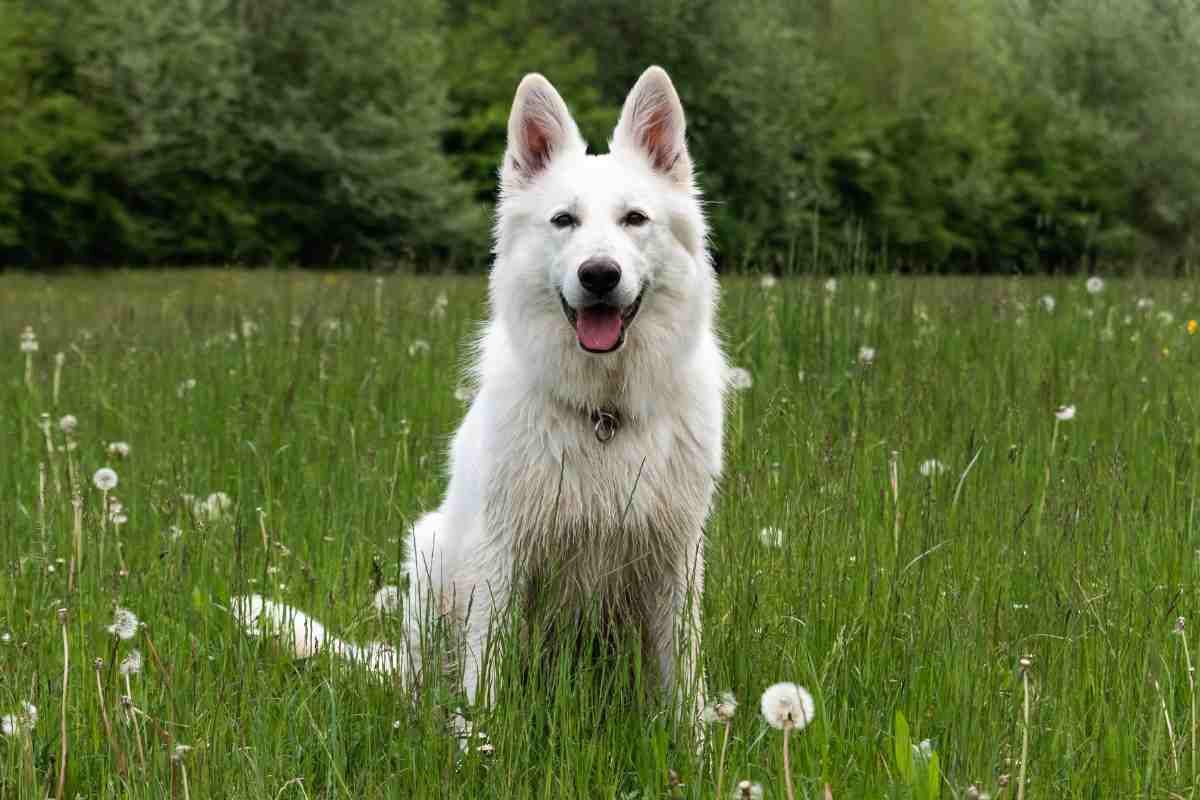 cane pastore svizzero
