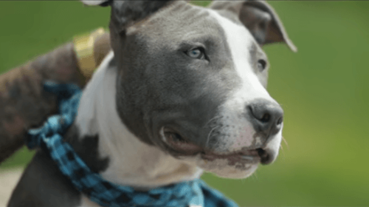 Aggressione Cani Patentino Per Razze Pericolose Anche In Italia