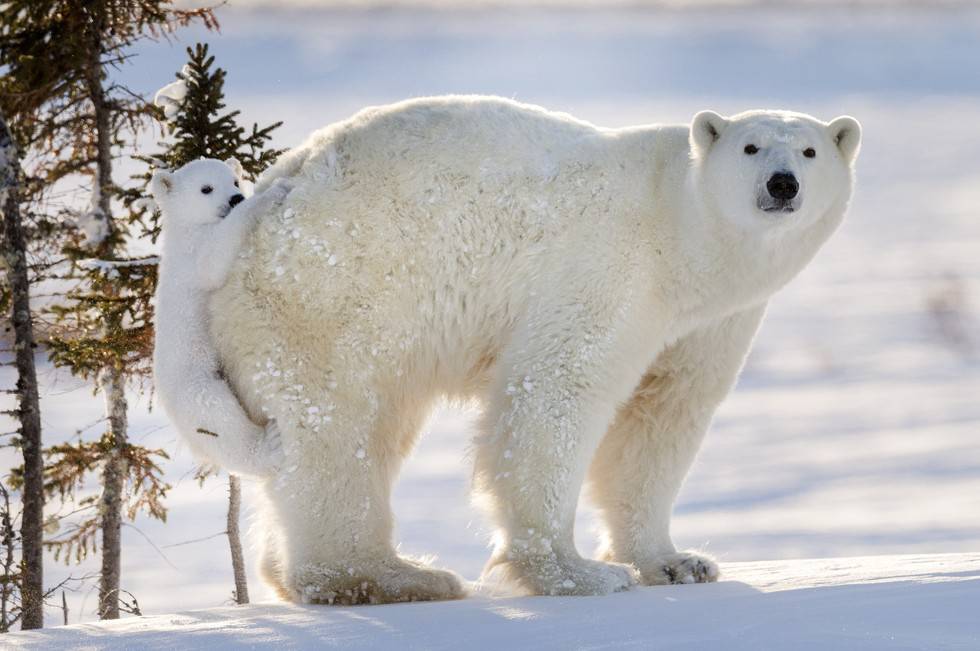 Cuccioli Di Orsi Polari Del Wapusk National Park In Canada Amoreaquattrozampe It