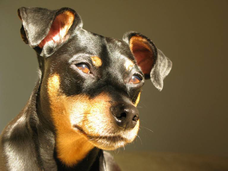 Come Si Chiama Il Cane Di The Mask