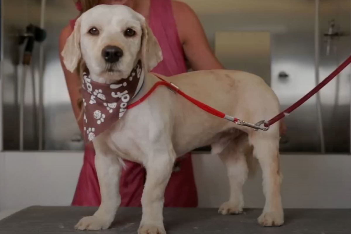 cagnolino dopo la tosatura