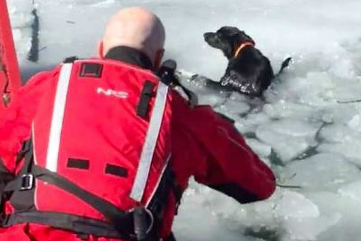 cane lago ghiacciato