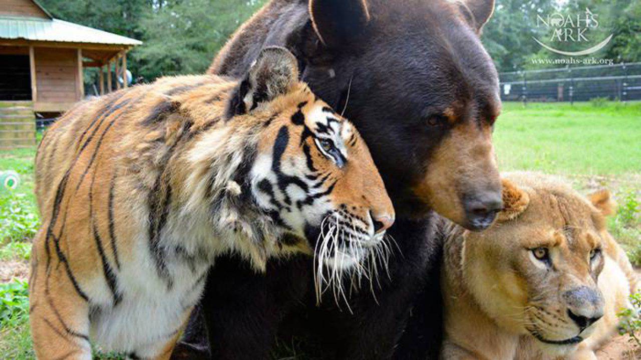 Chi è Piu Forte Il Leone O La Tigre