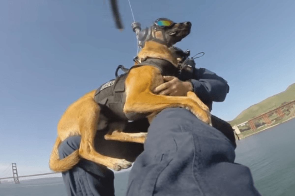 addestramento cane guardia costiera