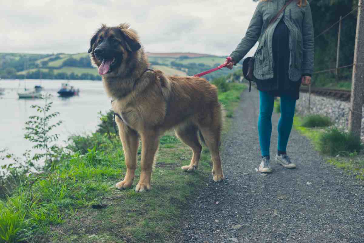 cane enorme a passeggio