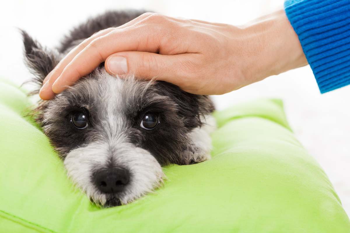 persona accarezza cane