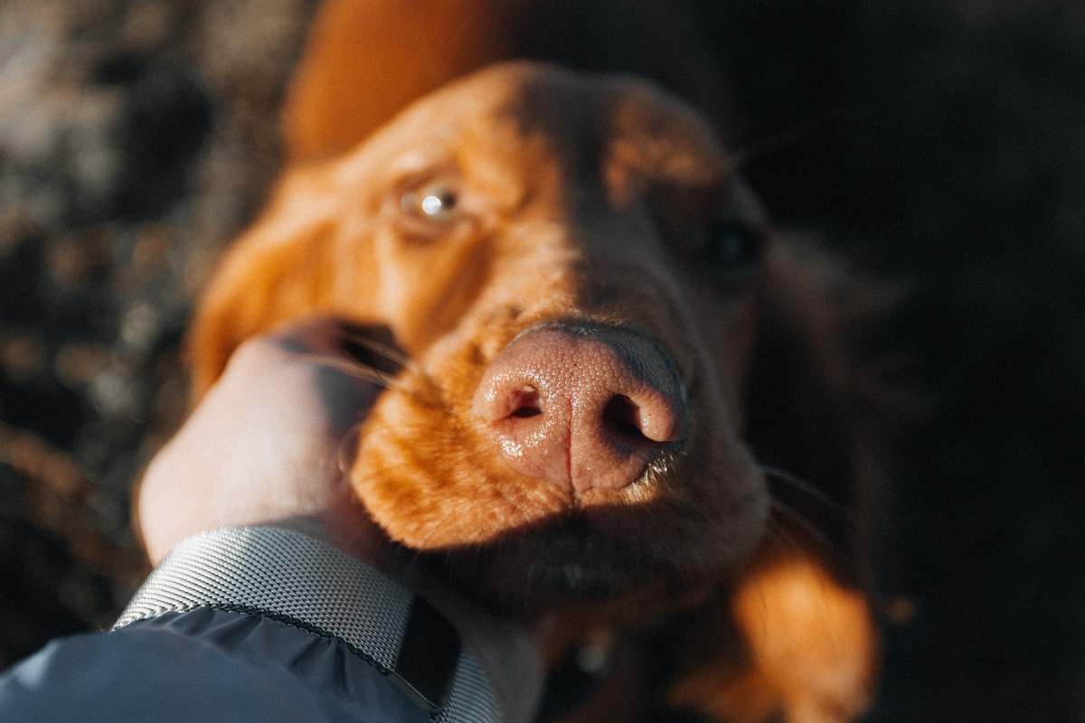 accarezzare cane
