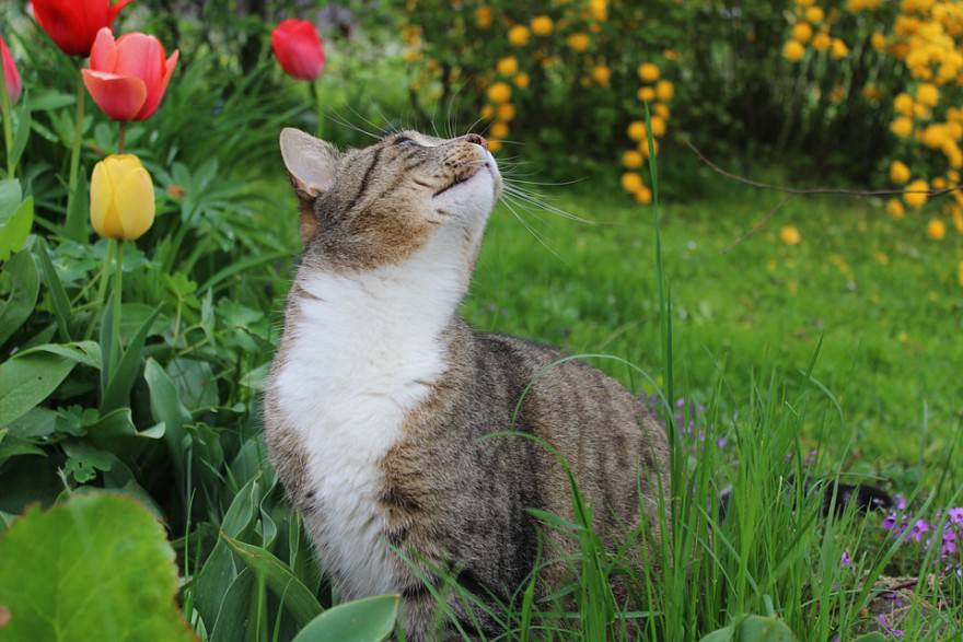 gatto primavera