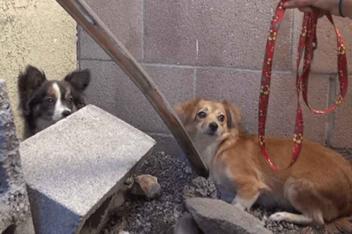 cagnolini abbandonati