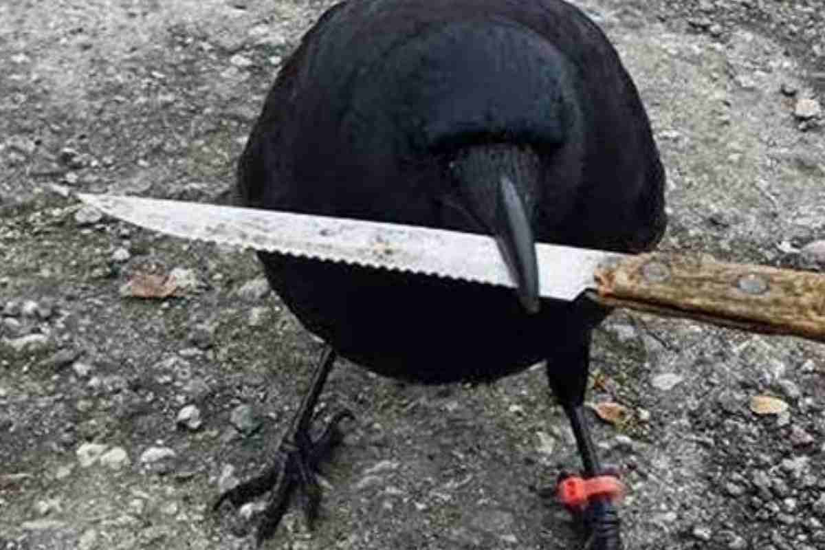 corvo con coltello nel becco