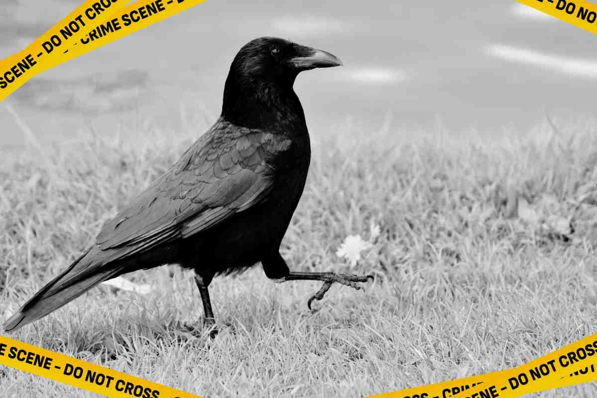 corvo grafica crime scene