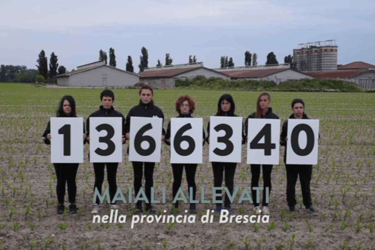 campagna esseri animali