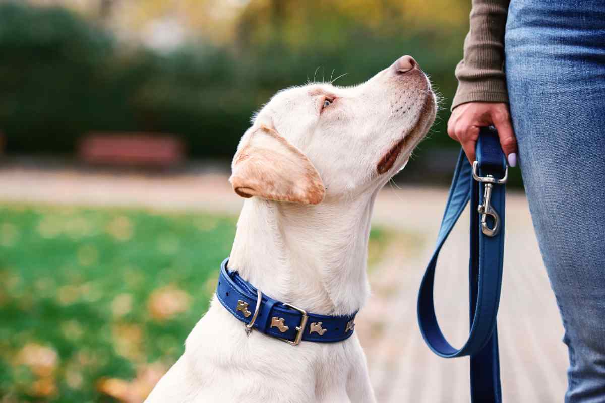 cane che guarda il padrone