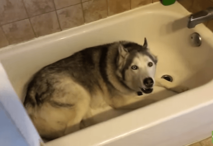 Husky capriccioso: non c'è verso di farlo uscire dalla vasca del bagno ...