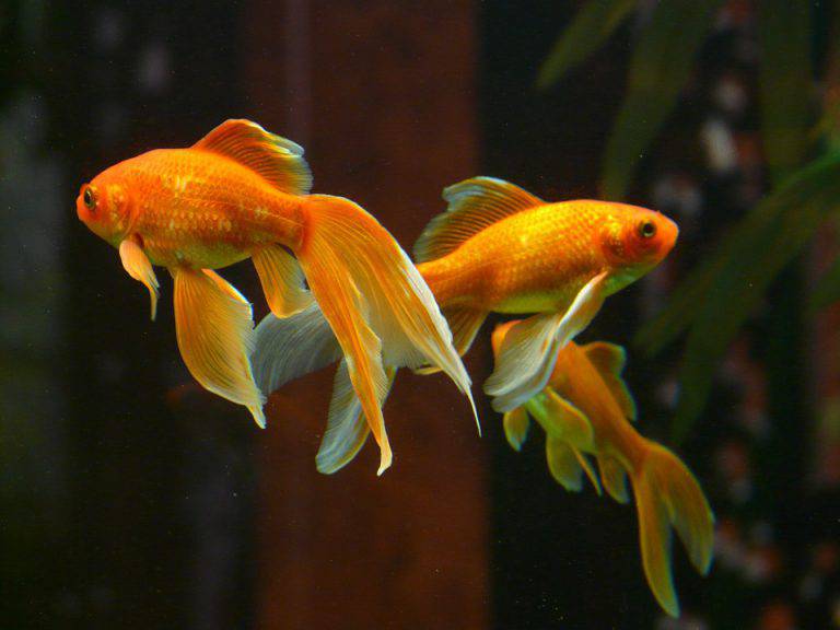 Come Riconoscere Se Un Pesce Rosso è Maschio O Femmina
