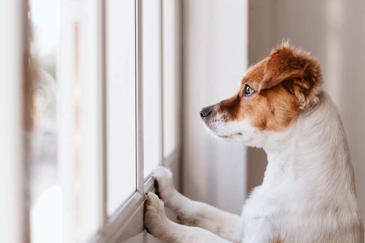 cane alla finestra
