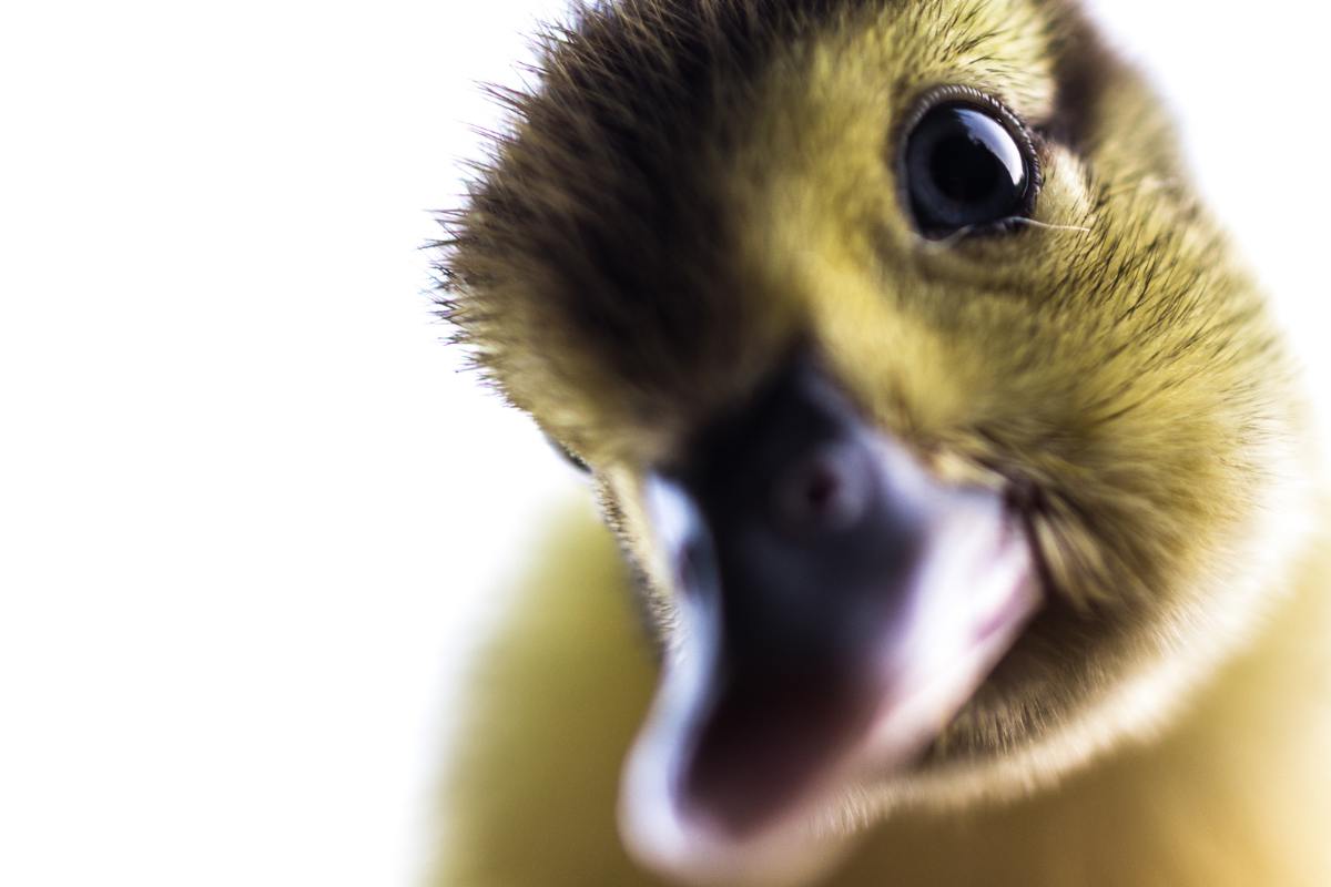 primo piano anatroccolo