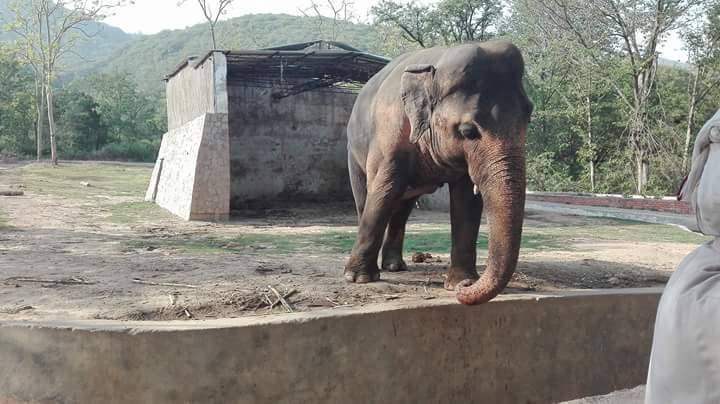 Elefante Kaavan 