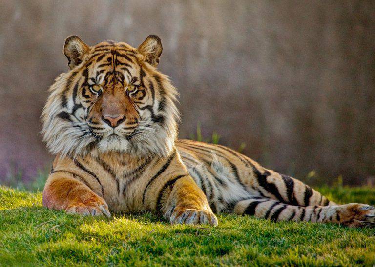 Tigre: cosa mangia, dove vive, caratteristiche e curiosità