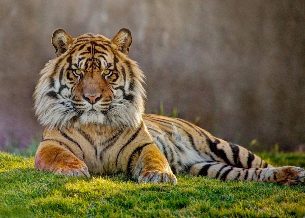 Tigre cosa mangia, dove vive, caratteristiche
