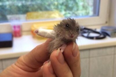 criceto zampe ingessata