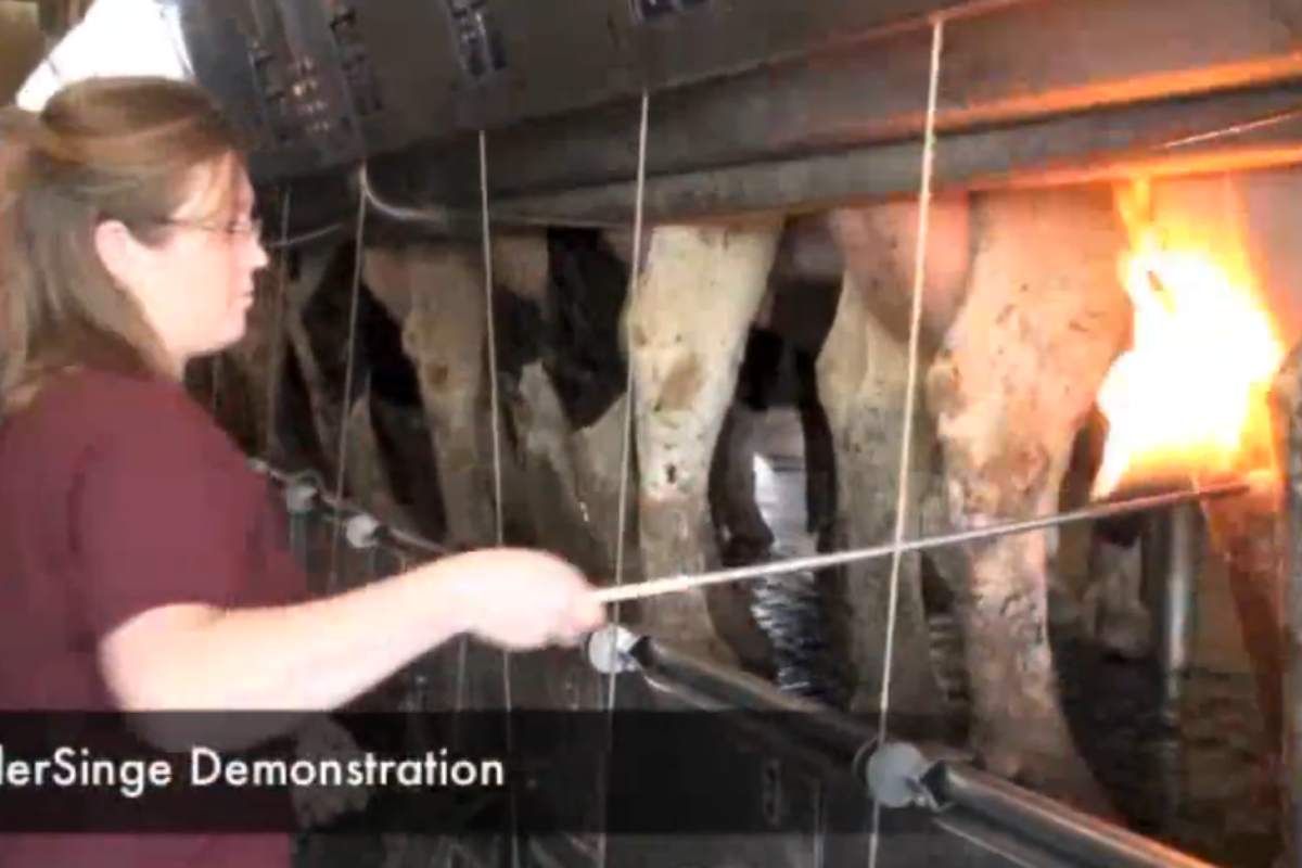 fiamme mammelle mucche