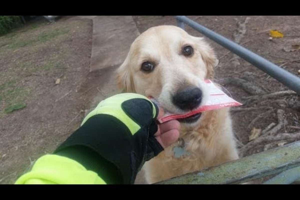 postino lettera cane
