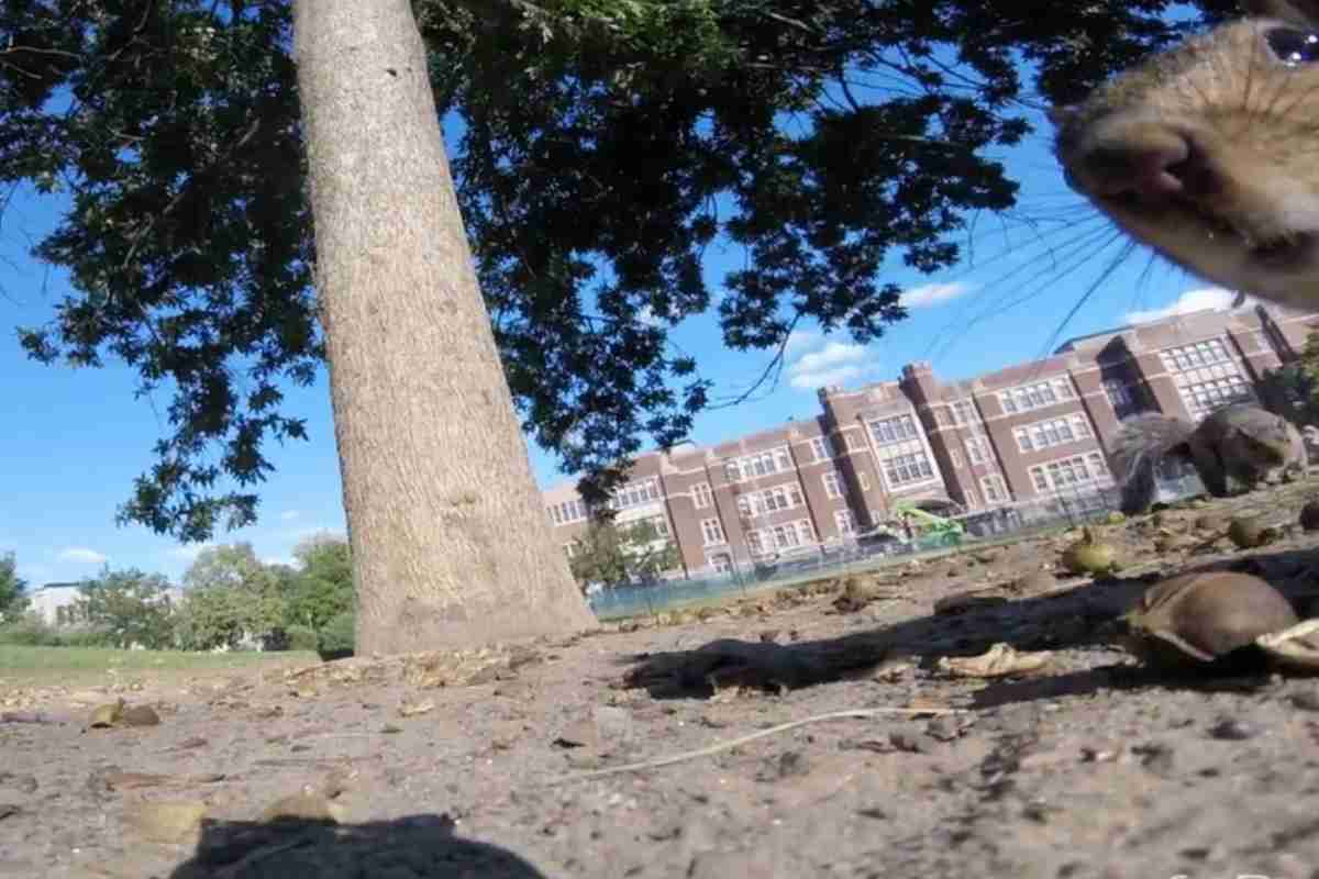 telecamera scoiattolo