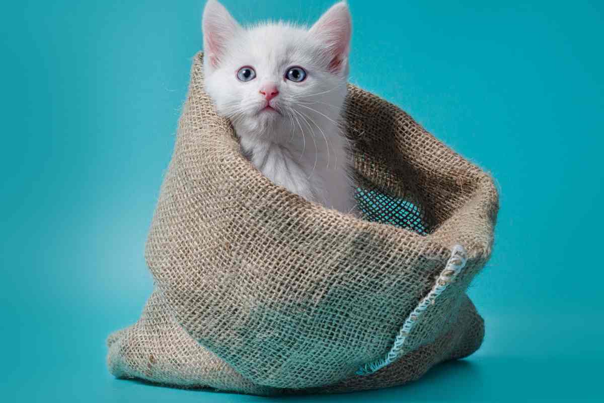 gattino in un sacchetto