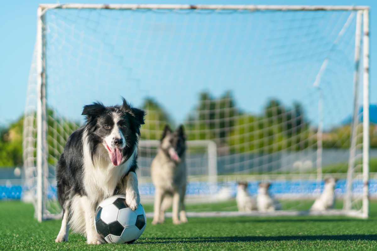cane campo da calcio e pallone