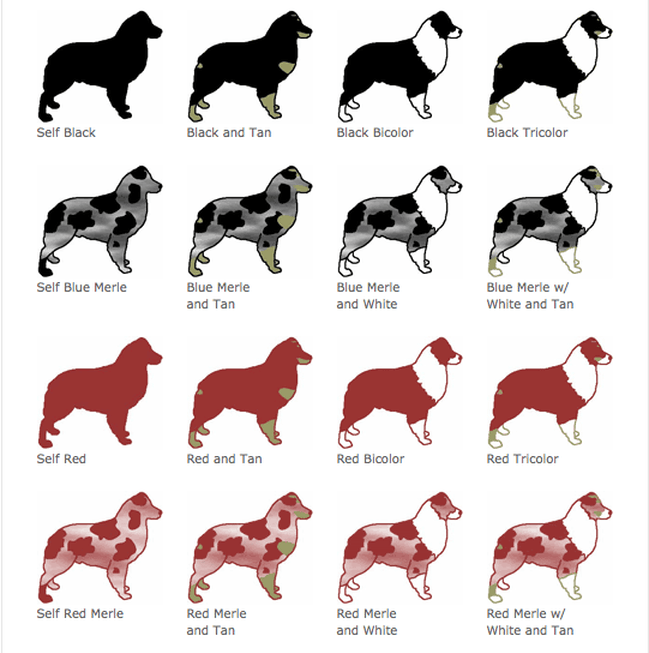 вельш корги кардиган и пемброк. как называются окрасы собак. генетика окрасов пуделей таблица. хаски расцветки окрасов. разные породы собак.