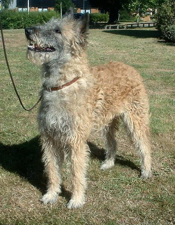 Cane Da Pastore Tedesco Specie Simili