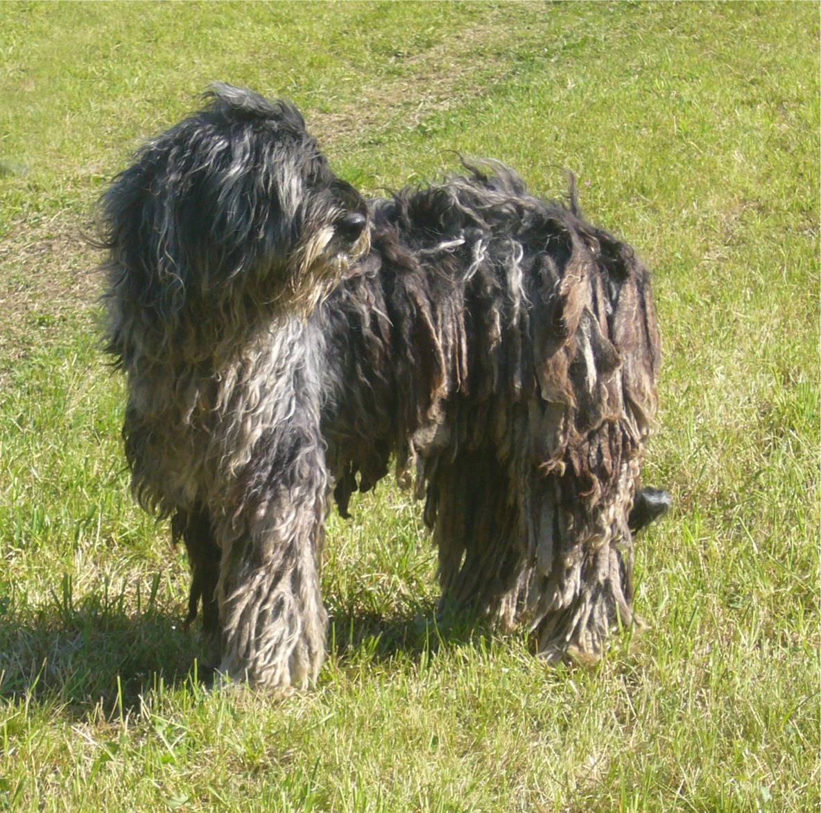 Il cane pastore bergamasco scheda completa di questa razza