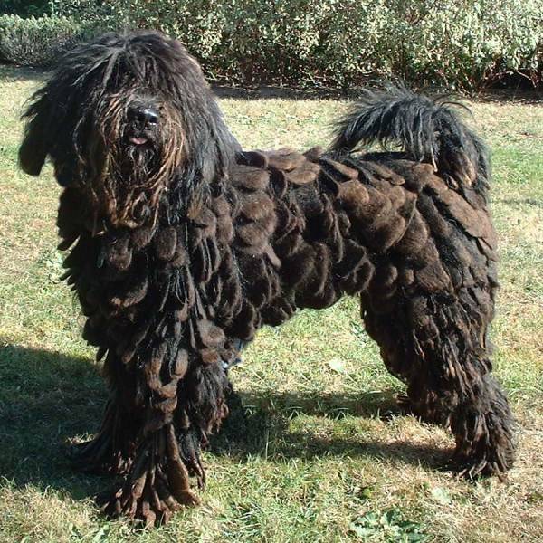 Il cane pastore bergamasco scheda completa di questa razza