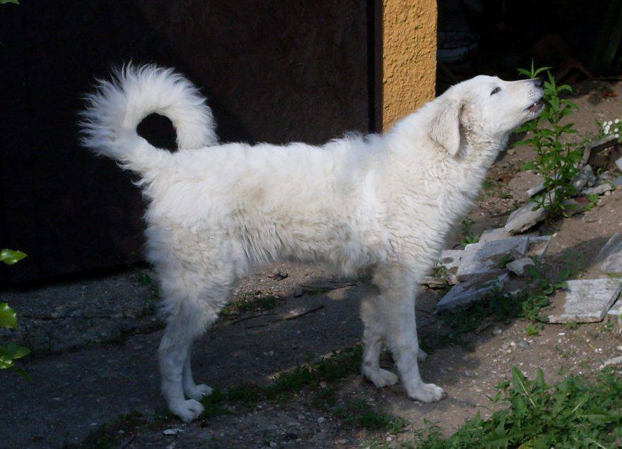 Razza Cani Dal Pelo Lanoso E Baffi Ispidi