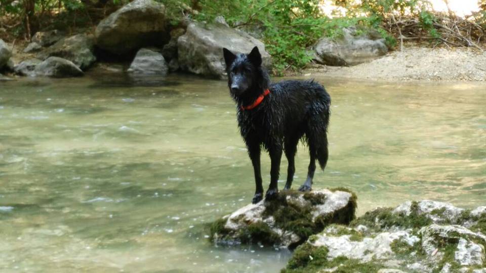 Cane Da Pastore Tedesco Specie Simili