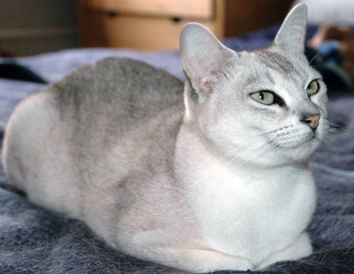 Бурмилла Кошка Фото