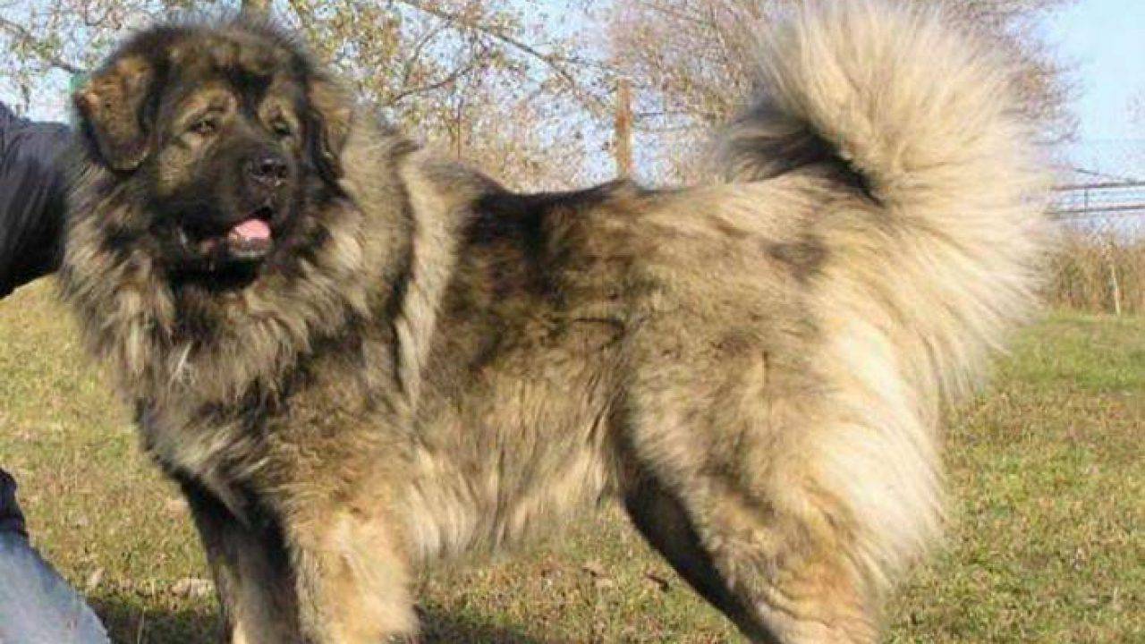 Pastore Del Caucaso Vs Orso Video